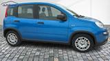 Fiat Panda 1,0  Hybrid (MHEV) Pandina Base NBA PDC  - Fiat Panda: Pandina