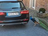Mercedes-Benz E 200 d T-Modell (W213)  10... - Mercedes-Benz E-Klasse: W213