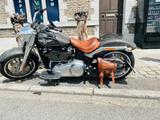 Harley-Davidson Fat Boy 114 top gepflegt - Motorräder in Düsseldorf