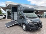 Opel Movano MSG Pferdetransporter Hengstausstattung - Opel Abschleppwagen