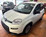 Fiat Panda Base 1.0 GSE Hybrid - Fiat Panda Gebrauchtwagen in Bremen