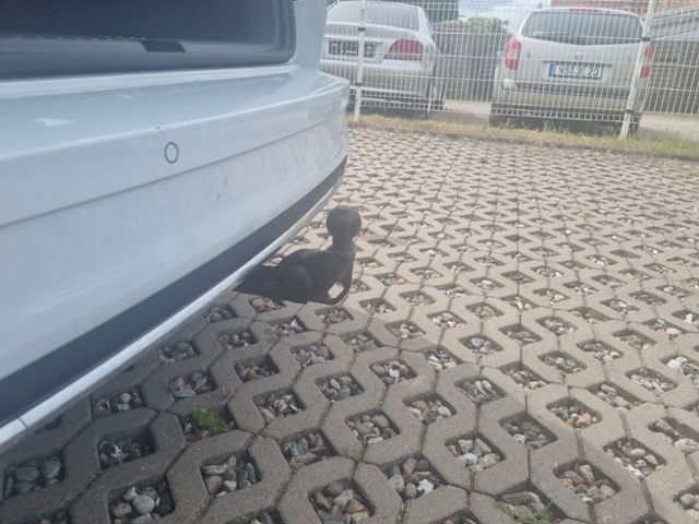 Fahrzeugabbildung SKODA Karoq 1,5 TSI DSG Sportline NAVI LED MATRIX AHK