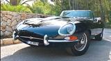 Jaguar E-Type Edelkatze in gute Hände abzugeben