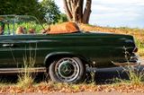 Mercedes-Benz 250 SE 5.0-V8 Cabriolet - Mercedes-Benz aus 1967