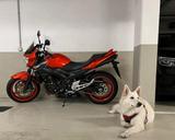 Suzuki GSR 600 - Angebote