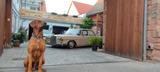 Mercedes-Benz 280  SE - Mercedes-Benz 280 aus 1972: 280se