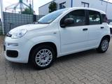 Fiat Panda Easy 1.2 KLIMA/1.Hand/Servo/Allwetterreif. - Fiat Panda