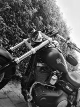 Harley-Davidson Fat Bob Nur 12tsd km - HARLEY-DAVIDSON FAT BOB