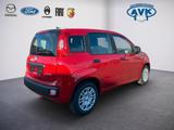 Fiat Pandina Icon MY26, Klimaanlage, Tempomat, PDC - Fiat Panda Neuwagen