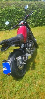 Benelli Leoncino 500, 48PS, Tüv 10/27 - BENELLI LEONCINO