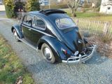 Volkswagen Käfer Faltdach  BJ 58 Export  56 Jahre in 1.Hand - Volkswagen: Faltdach