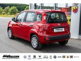 Fiat Panda MY25 Hybrid 1.0 GSE SOFORT CITY-PAKET TEMP - Fiat Panda: 1.2