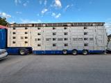 Pezzaioli Scania S500 + Pezzaioli Livestock Semi-Trailer  - Pezzaioli LKWs