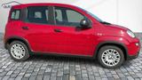 Fiat Panda 1,0  Hybrid (MHEV) Pandina Base NBA PDC SH - Fiat Panda in Leipzig