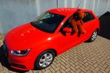 Audi A1 Sportback 1.4 TFSI 2.Hand original 36.600 km! - Audi: 60