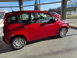 Fiat Panda Panda Hybrid 1.0 - Fiat Jahreswagen
