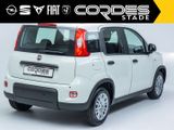 Fiat Panda Pandina 1.0 Mild Hybrid  PDC BC VZ-Erkennu - Fiat Panda Tageszulassungen