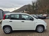 Fiat Panda 1.0 Pandina Pop PDC Radio Klima - Fiat Panda Pandina mit Benzin-Antrieb