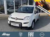 Fiat Panda 1.0 Mild Hybrid Klima/PDC/DAB/Bluetooth