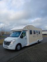 Ahorn Kentucky - Ahorn Teilintegrierter